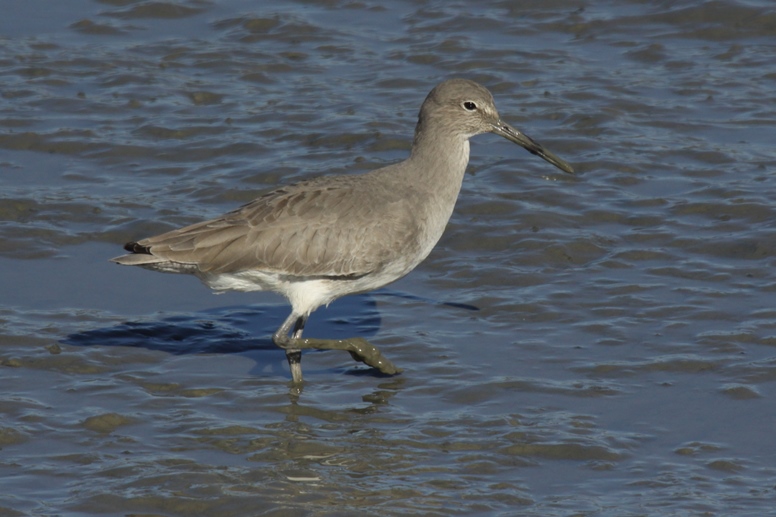 willet